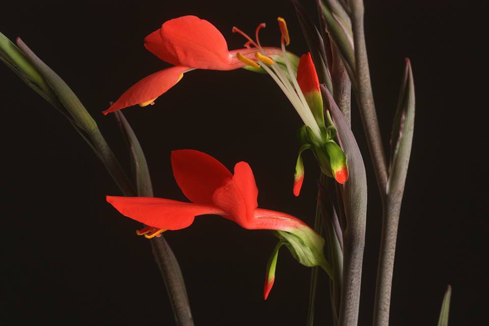 Gladiolus splendens