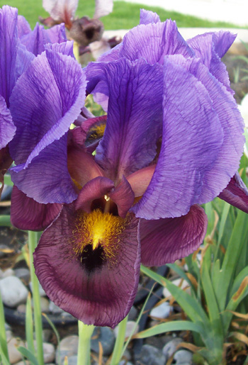 Iris antilibanotica