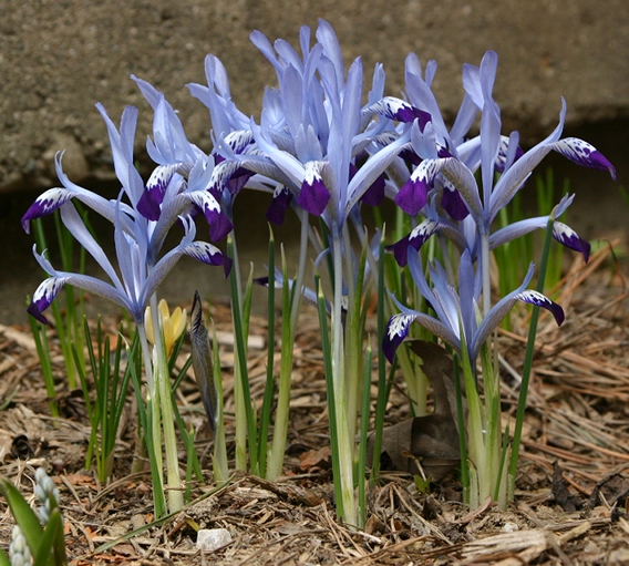 Iris bakeriana