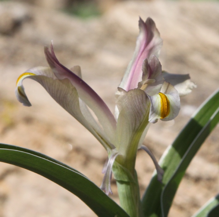 Iris capnoides