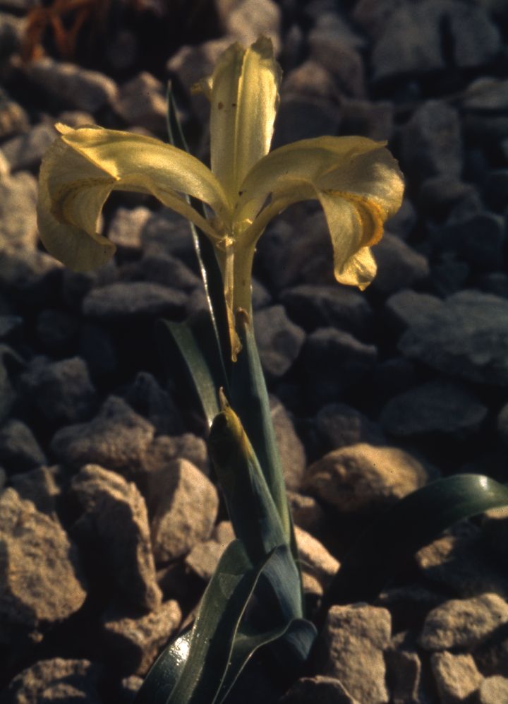 Iris caucasica turcica