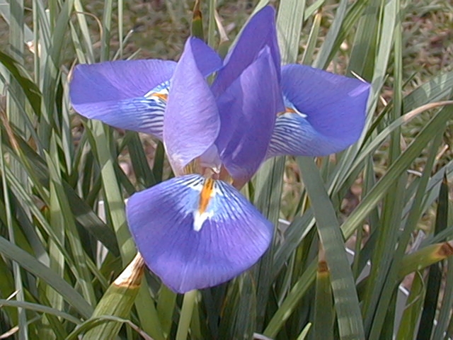 Iris cretensis