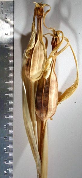 Iris crocea