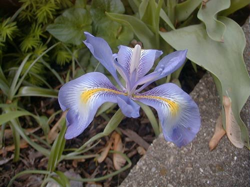 Iris cycloglossa