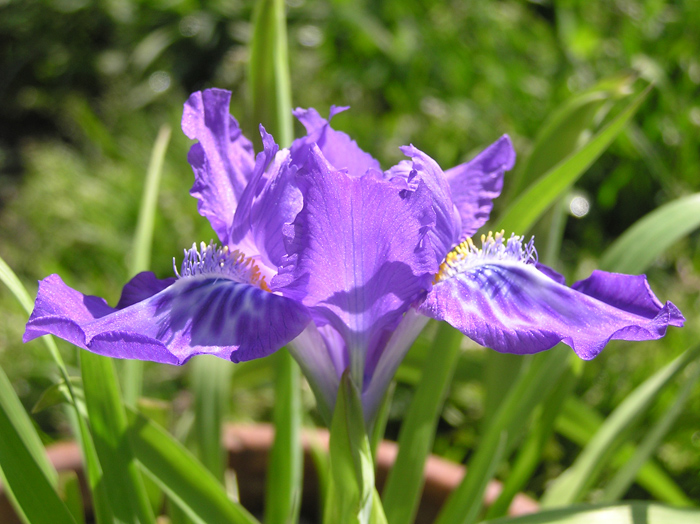 Iris dolichosiphon subsp. dolichosiphon