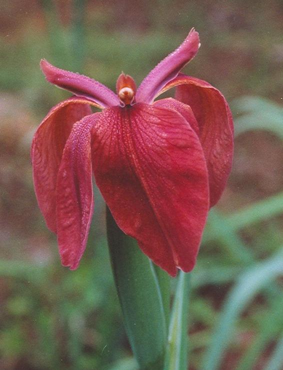 Iris fulva