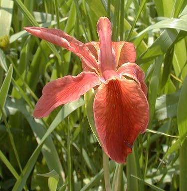 Iris fulva