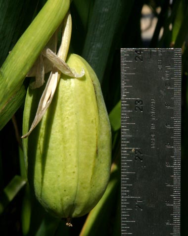 Iris giganticaerulea