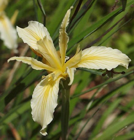 Iris hartwegii