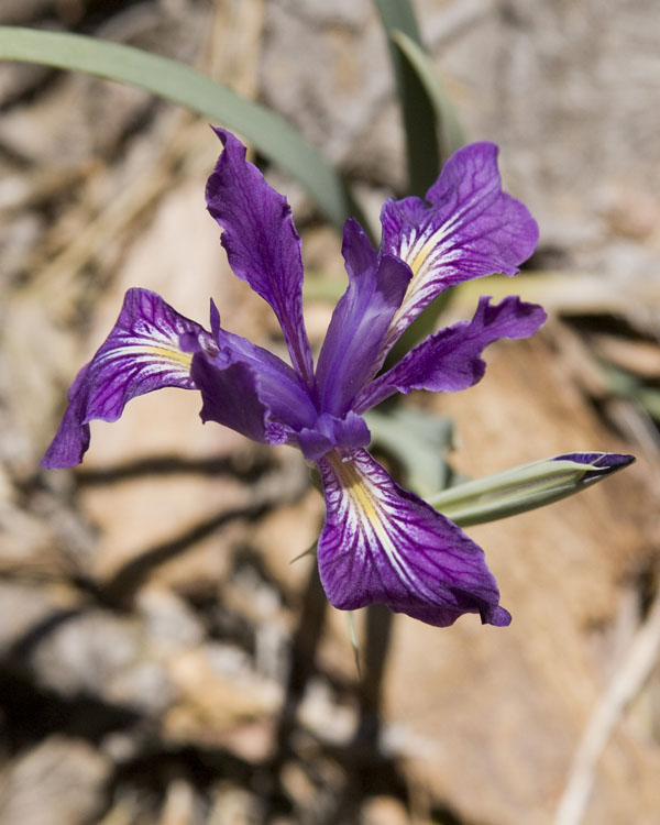 Iris hartwegii susbp. australis