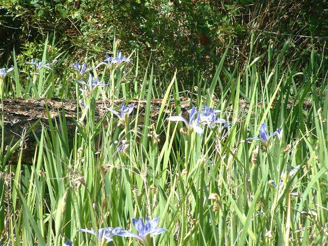 Iris hexagona