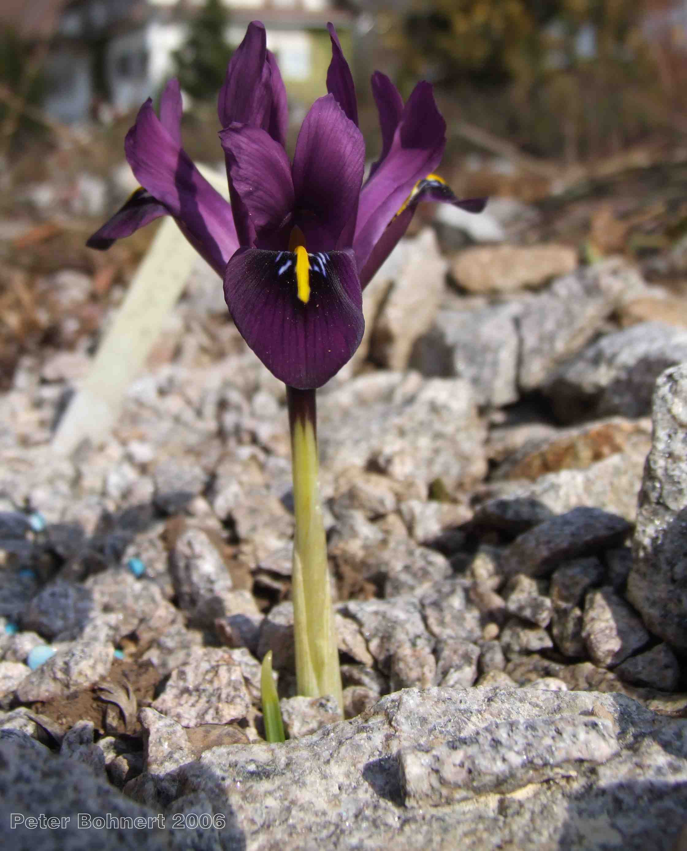 Iris histrioides