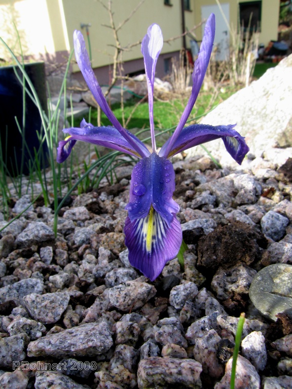 Iris histrioides var. sophensis