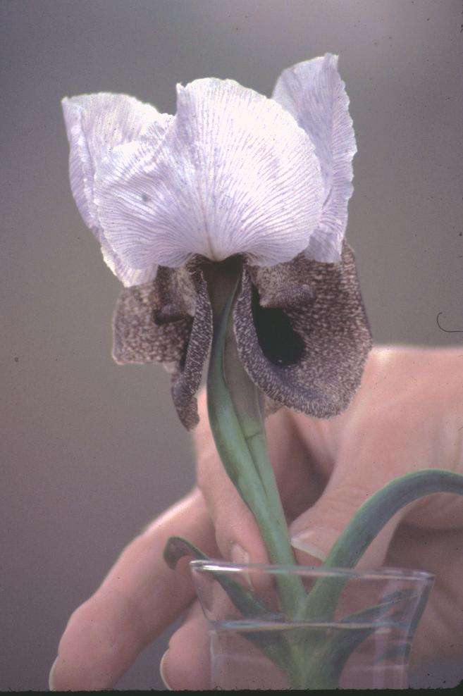 Iris iberica subsp. elegantissima