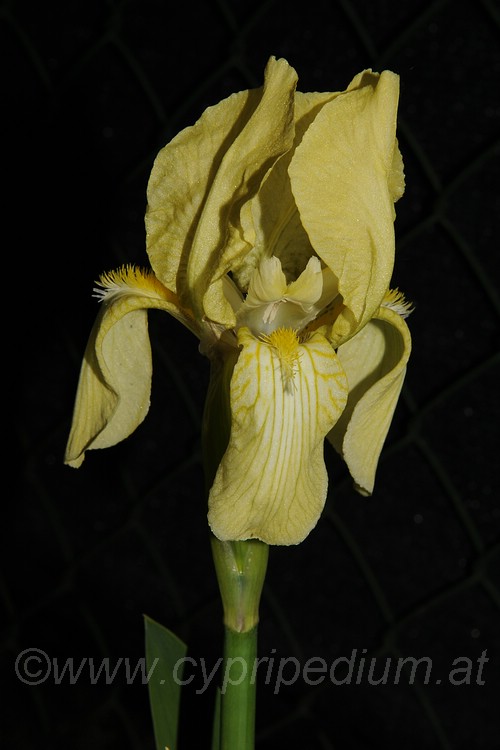 Iris imbricata