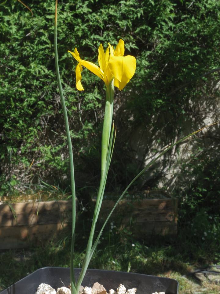 Iris juncea