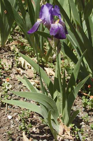 Iris kashmiriana
