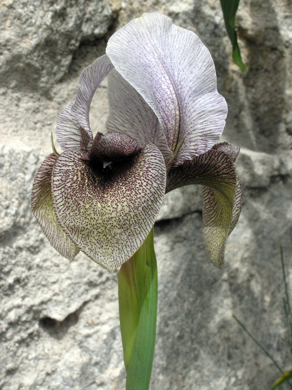 Iris kirkwoodiae spp. calcarea