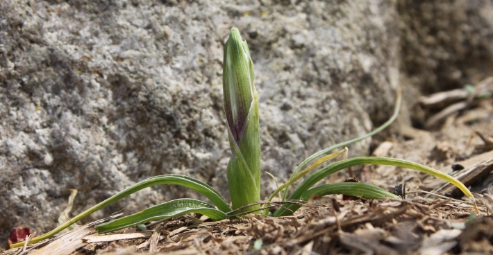 Iris leptorhiza