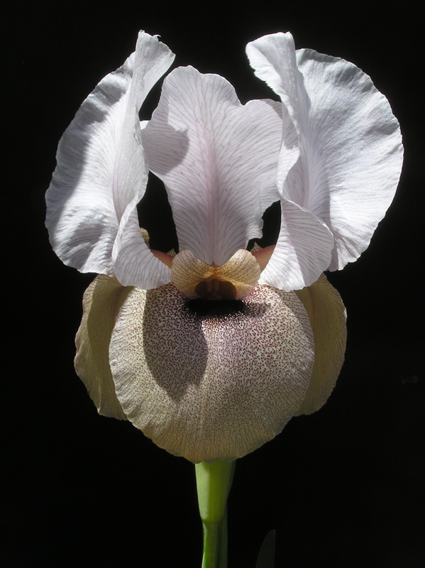 Iris lortetii