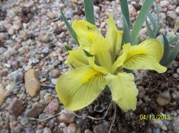 Iris mandshurica