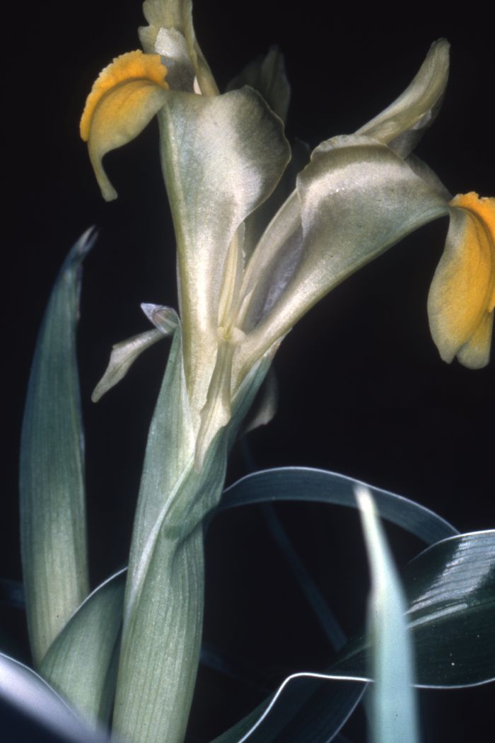 Iris maracandica