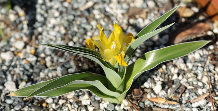 Iris maracandica