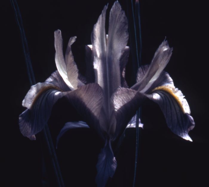 Iris microglossa