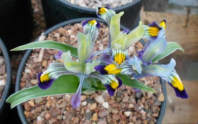 Iris narbutii