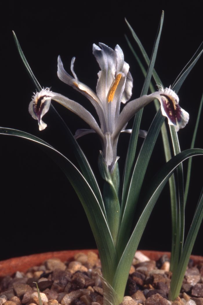 Iris narynensis
