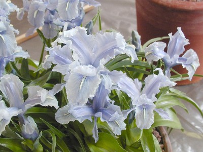 Iris nusariensis