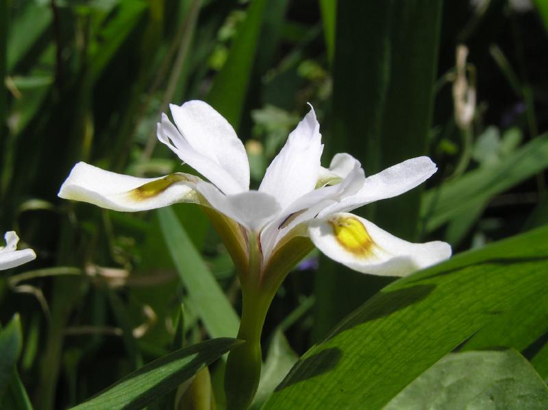 Iris odaesanensis