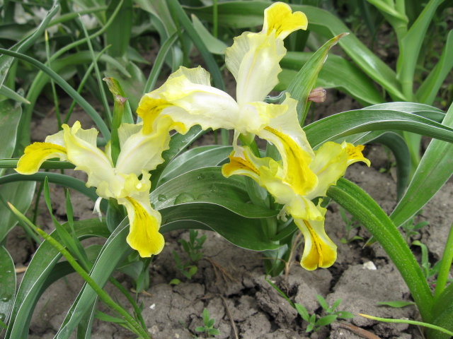 Iris orchioides