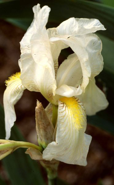 Iris orjenii