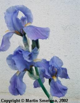 Iris pallida subsp. cengialtii