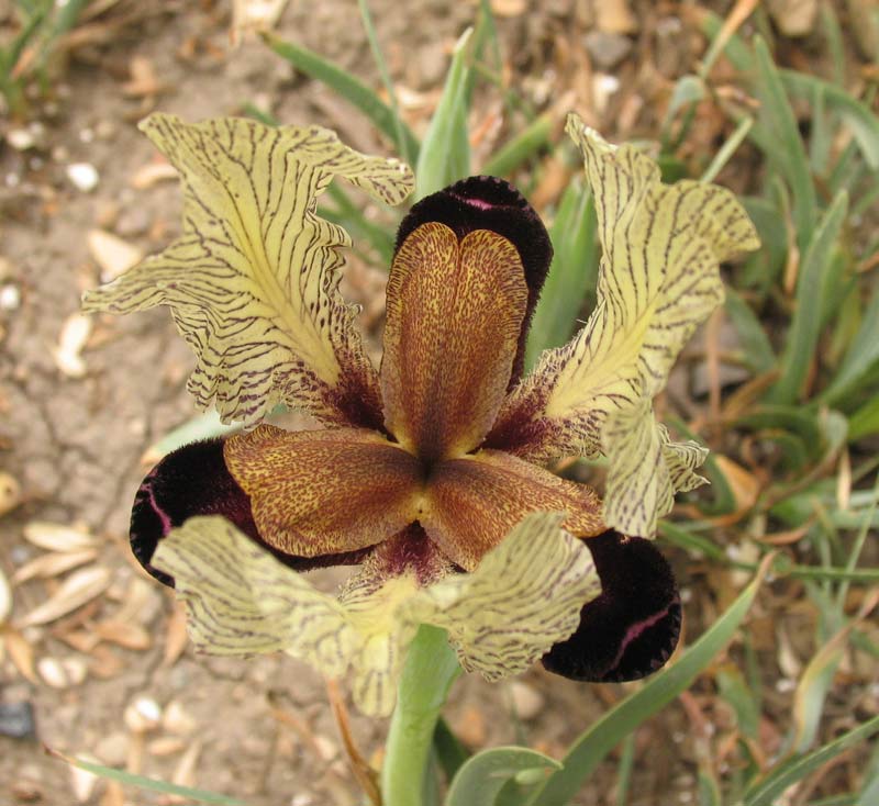 Iris paradoxa f. choschab