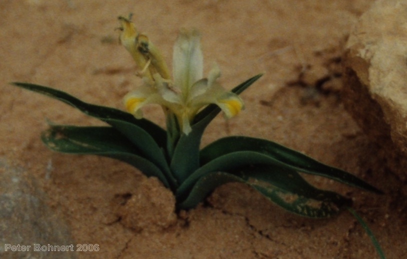Iris persica