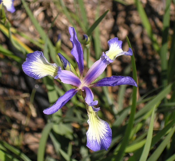 Iris prismatica var. austrina