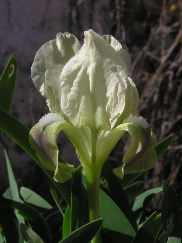 Iris pumila subsp. taurica