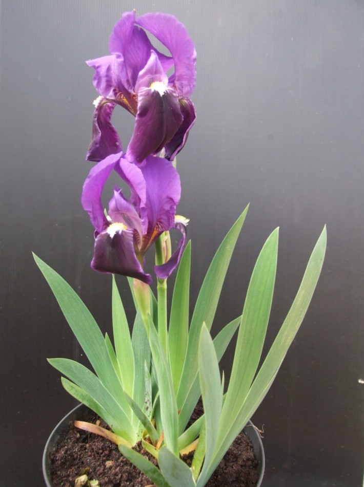 Iris relicta