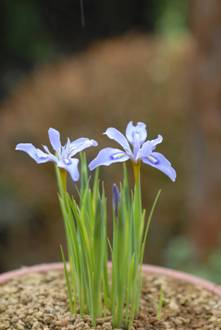 Iris rossii