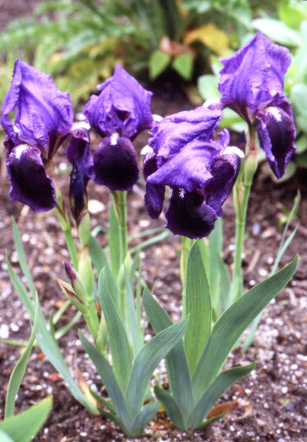 Iris sabina