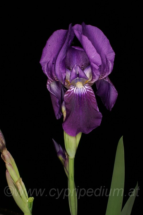 Iris sabina