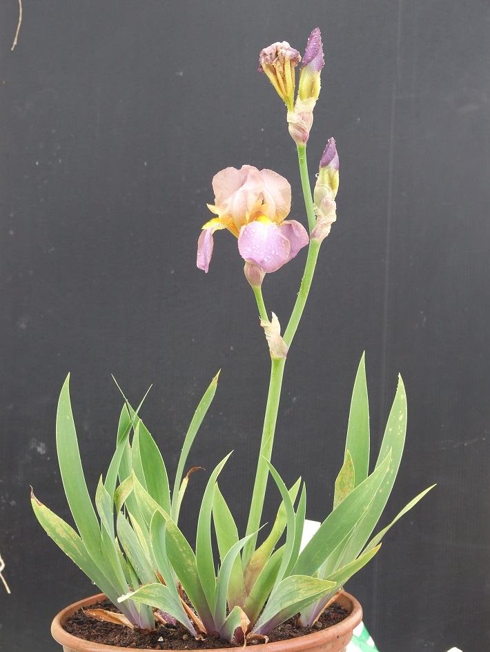 Iris sambucina