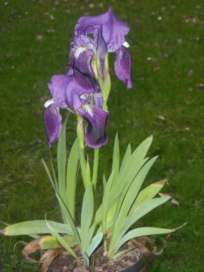 Iris setina