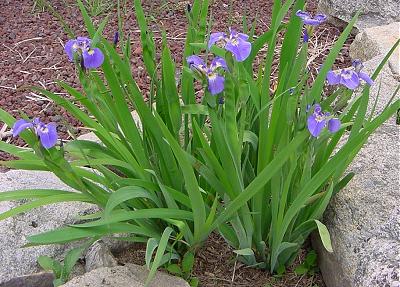 Iris setosa