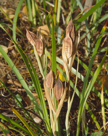 Iris sintenisii subsp. brandzae