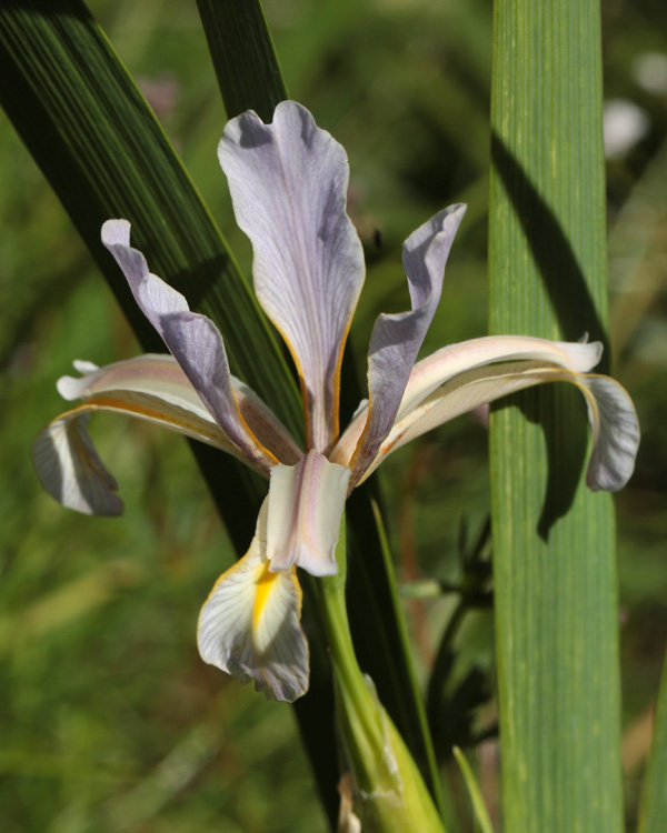 Iris spuria sogdiana