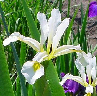 Iris spuria subsp. carthaliniae