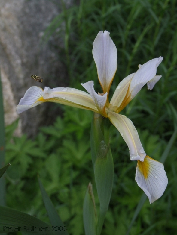 Iris spuria subsp. halophila